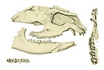 Helaletes nanus skull.jpg