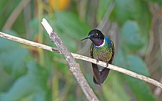 <span class="mw-page-title-main">Longuemare's sunangel</span> Species of hummingbird