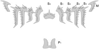 <i>Hindeodus</i> Species of fish (fossil)