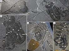 Hurdia disarticulated assemblages.jpg