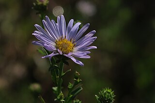 <i>Symphyotrichum lentum</i> Species of flowering plant in family Asteraceae