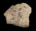 伯氏金巴海百合（Jimbacrinus bostocki）化石