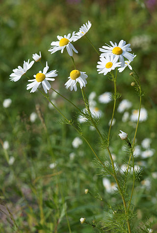 <span class="mw-page-title-main">Chamomile</span> Common name for several daisy-like plants