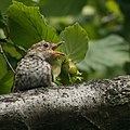 Fledged juvenile, Niedersachsen, Germany