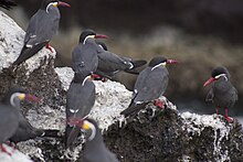 The plumage of the Inca tern is the most atypical of the group. Larosterna inca4.jpg