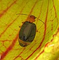 Escarabajo (Lebia grandis) atrapado en la jarra de Sarracenia purpurea.