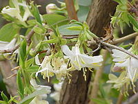 Lonicera fragrantissima