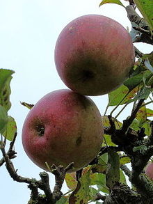 'Allington Pippin' Malus domestica Allington Pippin 03.JPG