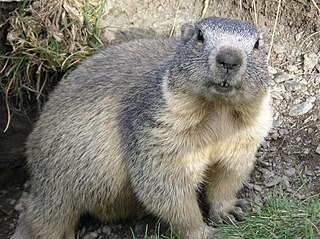 <span class="mw-page-title-main">Alpine marmot</span> Species of rodent