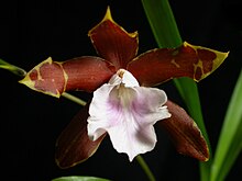 Miltonia candida
This is the only species with a labellum that embraces the column in a way that reminds one of the Cattleya species. Miltonia candida.jpg