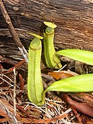 Nepenthes albomarginata