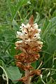 Orobanche artemisiae-campestris