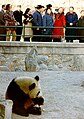 Mrs. Nixon views a panda in the Chinese Zoo, 1972