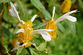 * Nomination Pachystachys lutea from Universitas Indonesia campus . Hariadhi 12:21, 11 November 2007 (UTC) * Promotion Hmm... I have looked at this one several times. It has many good qualities. The composition is very nice, the lightning and the colours are delicate and it is by far the best illustration of the species on commons. The sharpness is however not so good due to the very three-dimensional character of the flower, which leads to DOF problems. I cannot see how this can be solved though so I choose to mitigate that issue and promote it. -- Slaunger 19:56, 16 November 2007 (UTC)