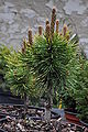 Pinus mugo 'Ophir'