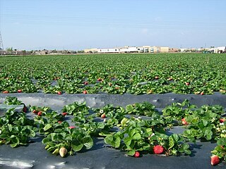 <span class="mw-page-title-main">Plasticulture</span> Use of plastic materials in agriculture