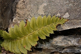 Polystichum lonchitis