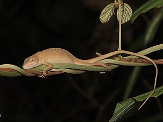 <i>Pseudocalotes microlepis</i> Species of lizard