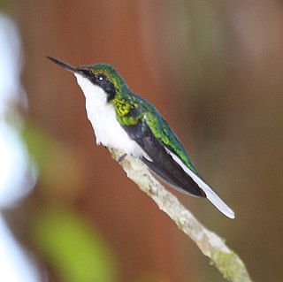 <i>Heliothryx</i> Genus of birds