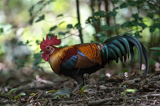 Црвена дивља кокошка (Gallus gallus), Тајланд