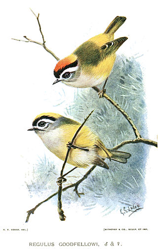 <span class="mw-page-title-main">Flamecrest</span> Species of bird