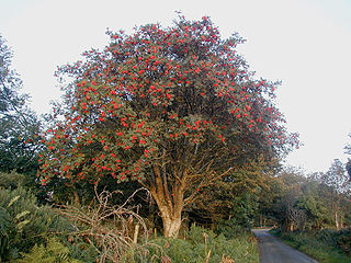 <i>Sorbus aucuparia</i> Species of flowering plant in the rose family Rosaceae