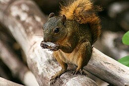 Sciurus granatensis.jpg