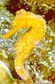 Seahorse found in Turneffe Islands, Belize