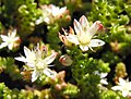 Sedum moranense