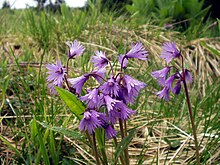 Soldanella alpina.jpg