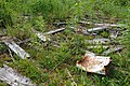 Tin can among the debris