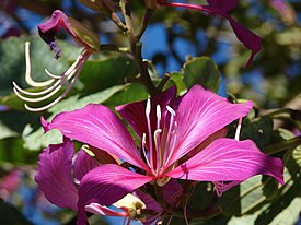 Bauhinia blakeana Dunn