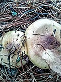 Thumbnail for File:Tricholoma equestre 97146782.jpg