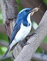 Image 5Predators, such as this ultramarine flycatcher (Ficedula superciliaris), feed on other animals. (from Animal)