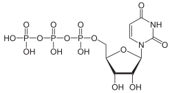 Image illustrative de l’article Uridine triphosphate