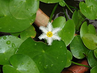 <i>Nymphoides indica</i> Species of aquatic plant