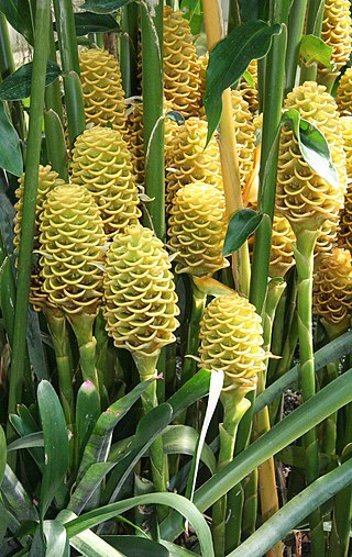 <span class="mw-page-title-main">Zingiberidae</span> Subclass of flowering plants