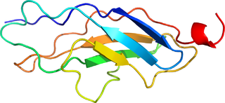 <span class="mw-page-title-main">Titin</span> Largest-known protein in human muscles