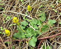 Ficaria calthifolia