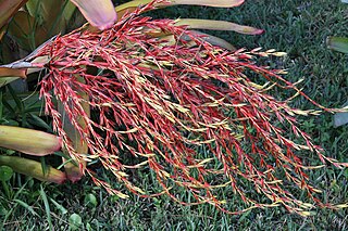 <i>Aechmea blanchetiana</i> Species of plant