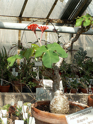 <i>Jatropha podagrica</i> Plant in the family Euphorbiaceae