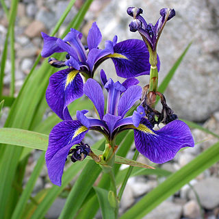 <i>Iris versicolor</i> Species of plant