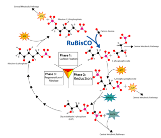 <span class="mw-page-title-main">Kinetic isotope effects of RuBisCO</span>