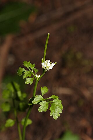 <i>Cardamine</i> Genus of flowering plants in the cabbage family Brassicaceae