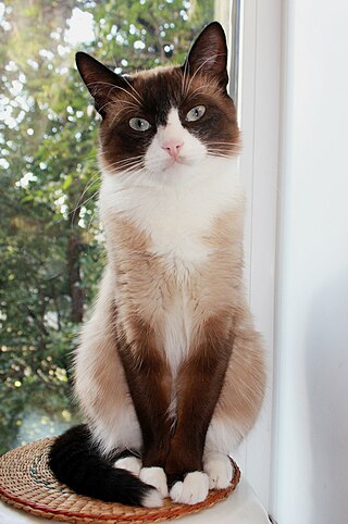 <span class="mw-page-title-main">Snowshoe cat</span> Breed of cat