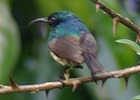 Eastern double-collared sunbird, very common in mountain rainforest Cinnyris mediocris1.jpg