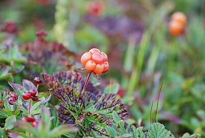 Ripe cloudberries