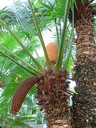 <span class="mw-page-title-main">Cycad</span> Division of naked seeded dioecious plants