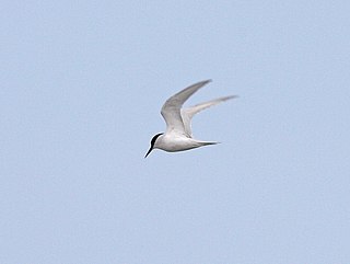 <span class="mw-page-title-main">Damara tern</span> Species of bird