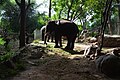 An elephant in a zoo